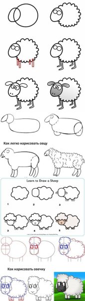 Поэтапное рисование барашка