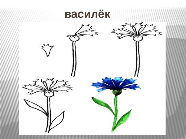 Рисование василька пошагово
