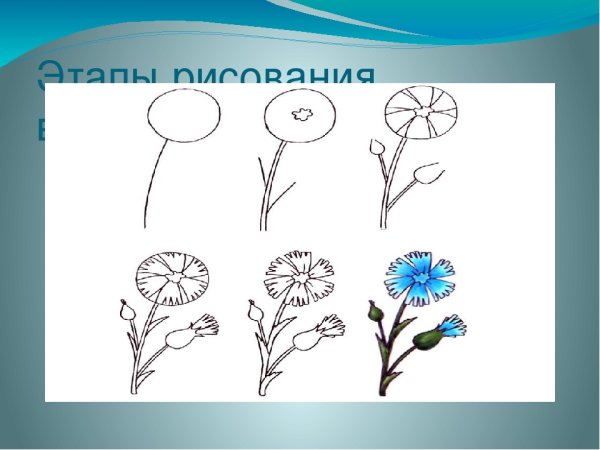 Василек поэтапное рисование