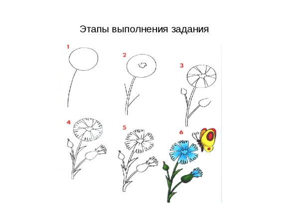 Как нарисовать Василек