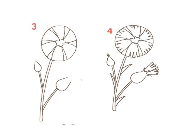 Поэтапное рисование Васильков