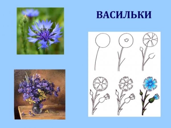 Поэтапное рисование цветов для детей