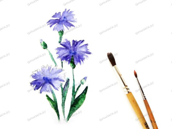 Цветы васильки рисунки для детей пошагово