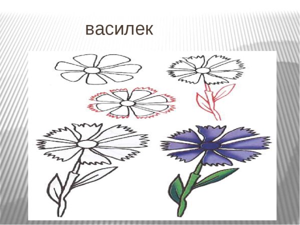 Василек поэтапное рисование