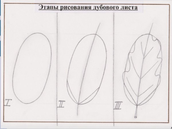 Нарисовать дубовый лист пошагово