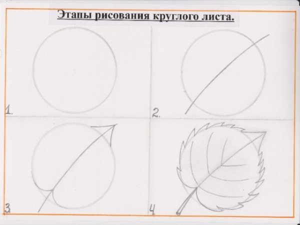 Поэтапное рисование листьев березы