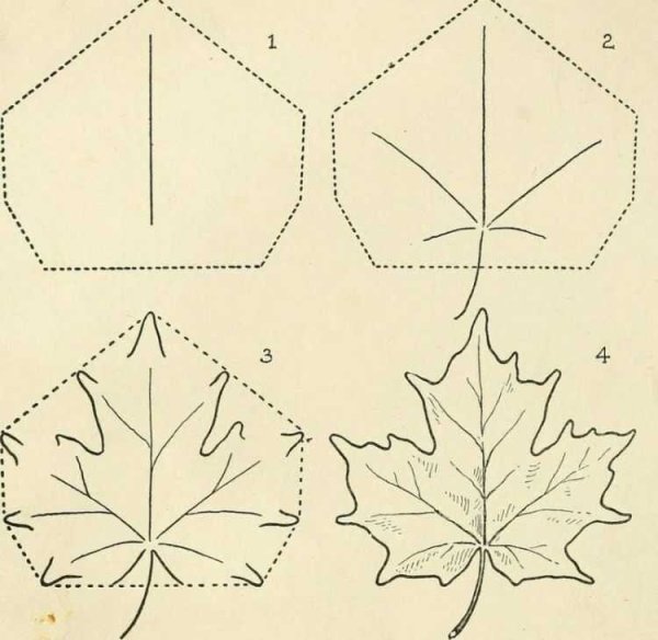 Схема рисования листа клёна
