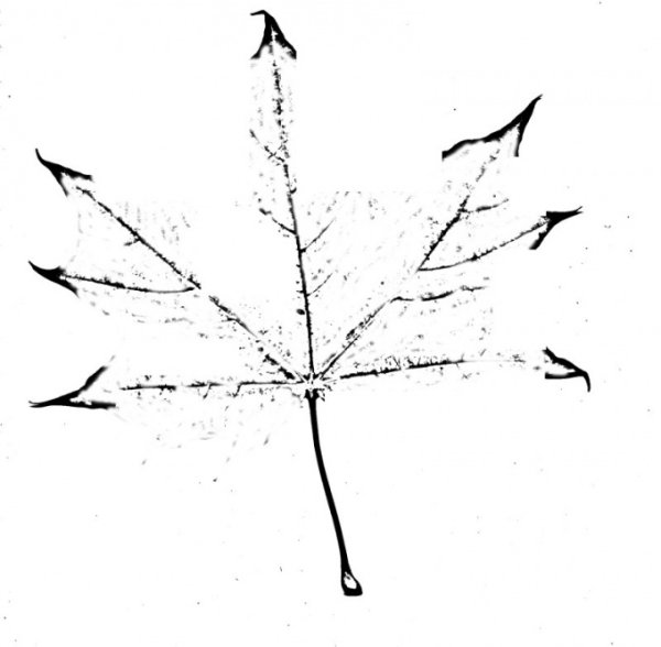 Рисование листьев клена