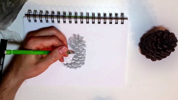 Рисуем шишку поэтапно