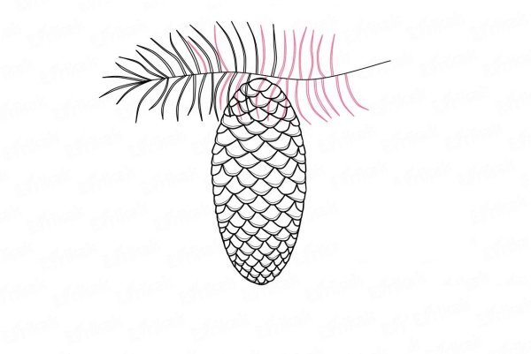 Шишки для срисовки