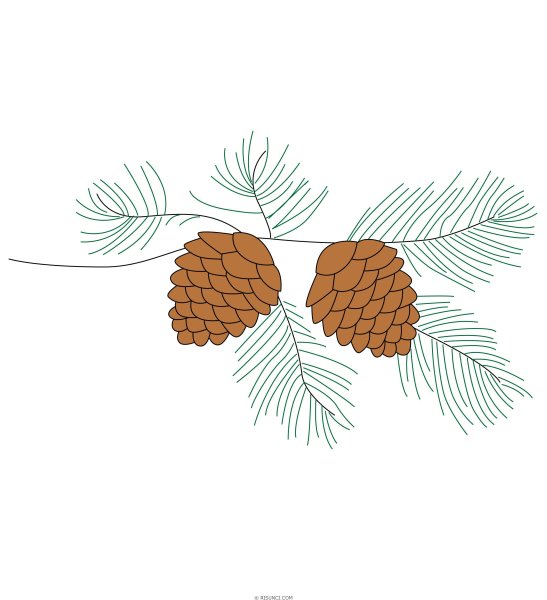 Зарисовать шишки сосны