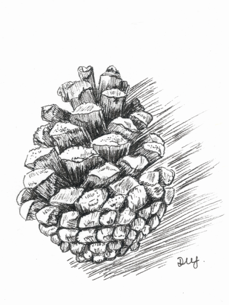 Шишки карандашом