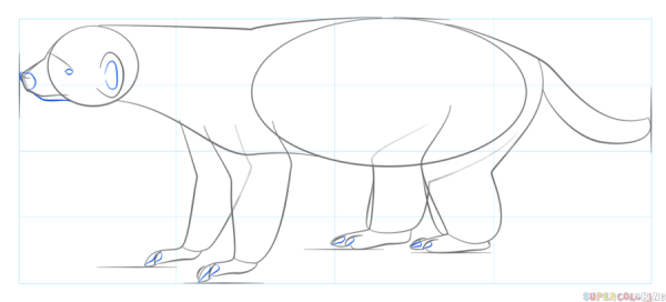 Барсук поэтапное рисование