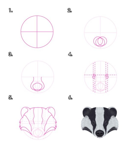Барсук поэтапное рисование