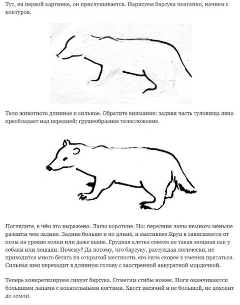 Барсук рисунок пошагово