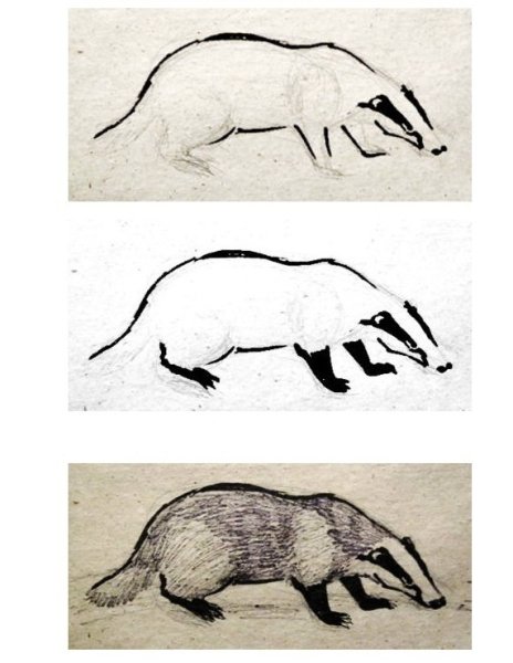 Барсук поэтапное рисование