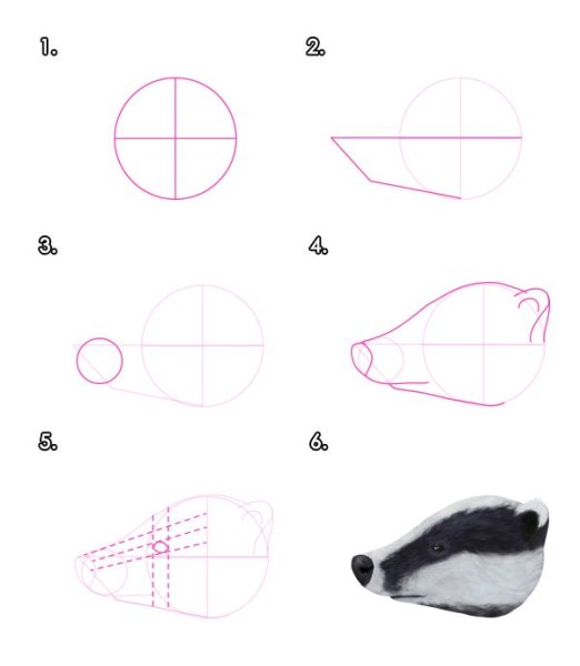 Барсук рисунок пошагово