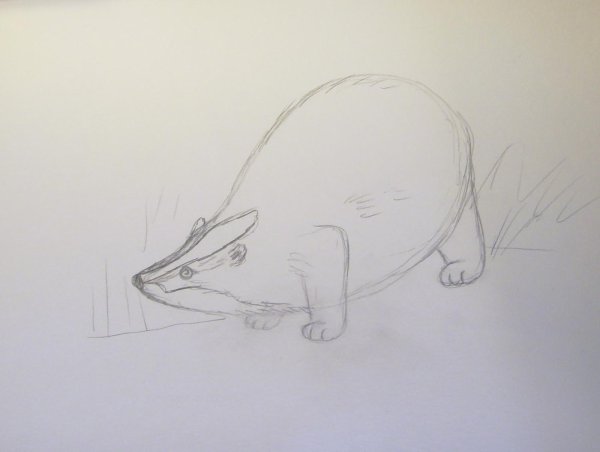 Барсук рисунок карандашом