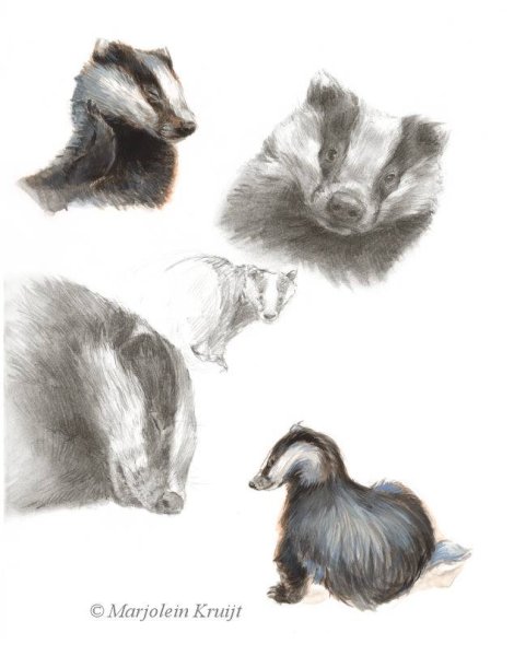 Нос барсука рисунок