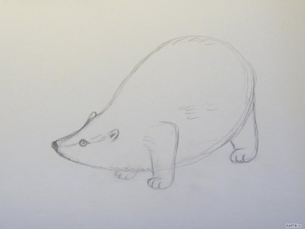 Нарисовать барсука