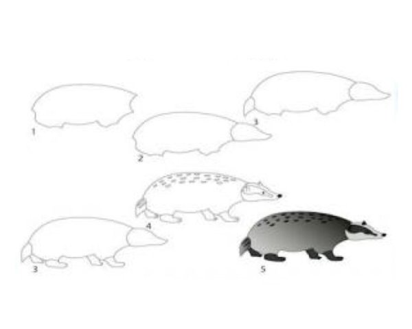 Как нарисовать барсука легко