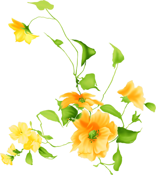 Желтые цветы на белом фоне