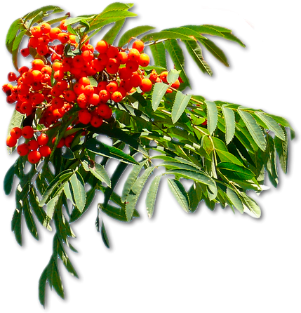 Рябина красная