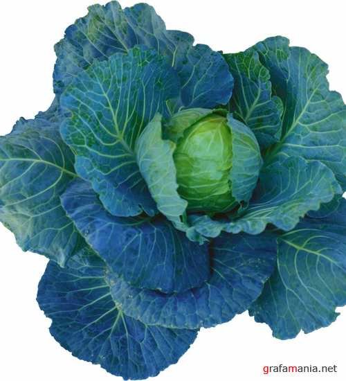 Капуста на грядке на белом фоне