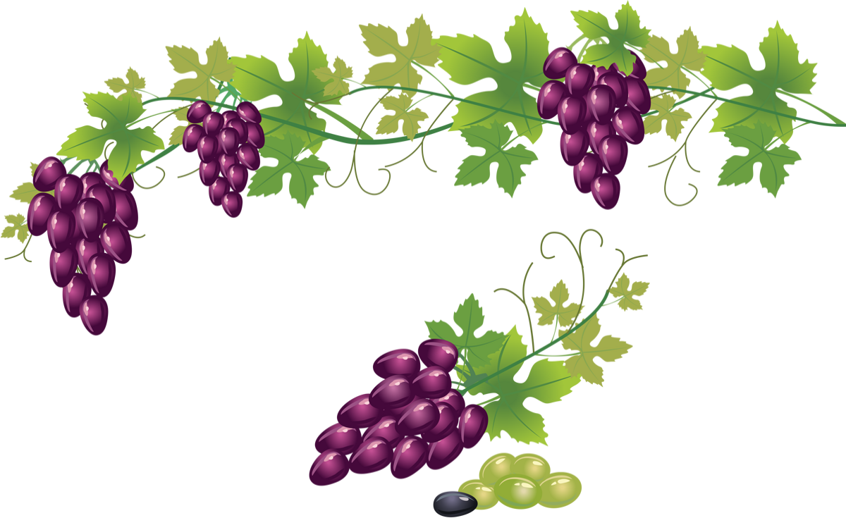 Виноград на прозрачном фоне. Виноград орнамент. Виноградная лоза. Ветка винограда.
