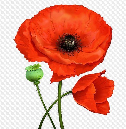 Мак на прозрачном фоне