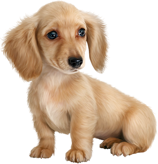 Собака на прозрачном фоне