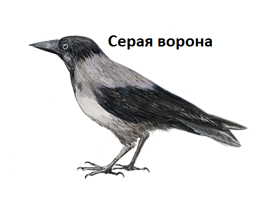 Дети ворона