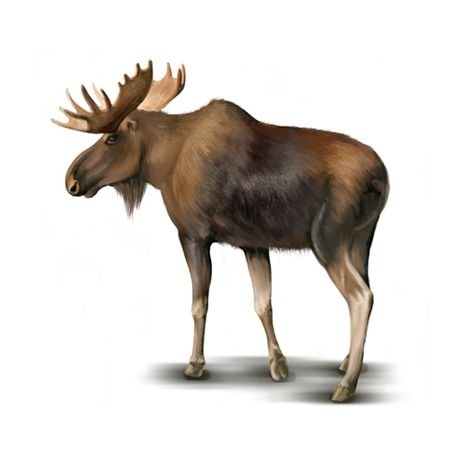 Лось на белом фоне