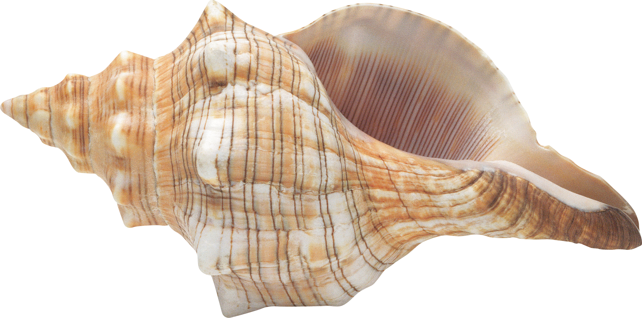 Прозрачный моллюск. Раковина Conch Shell. Ракушка на белом фоне. Красивые морские раковины. Большая Ракушка.