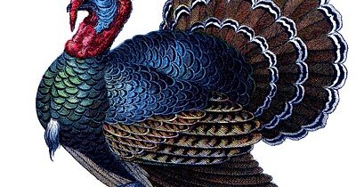 Индюк на белом фоне