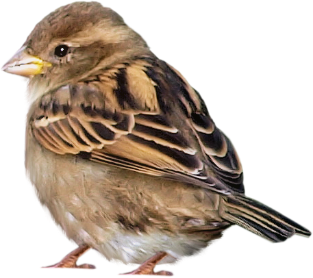 Воробей для детей