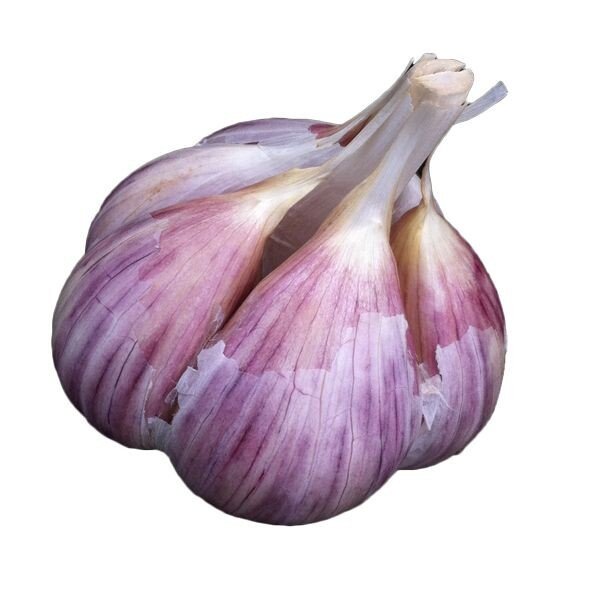 Чеснок Сибирский великан