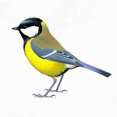 Синичка для детей