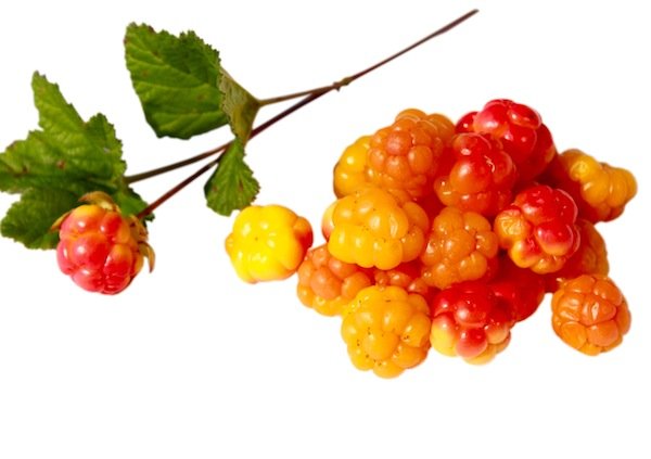 Дикоросы - Морошка вектор