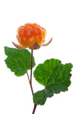 Картина Север Морошка