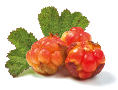 Морошка ягода вектор