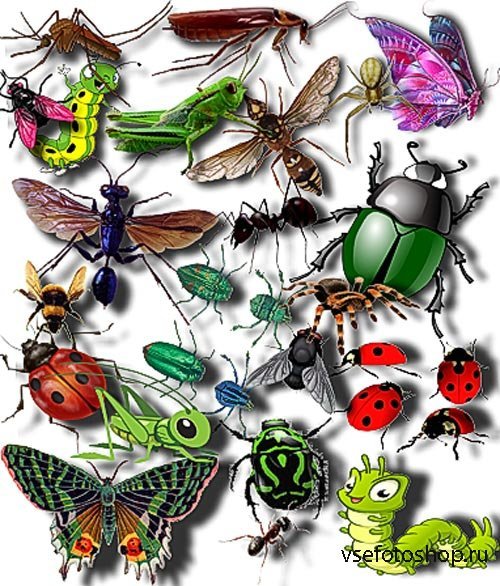 Много насекомых на белом фоне