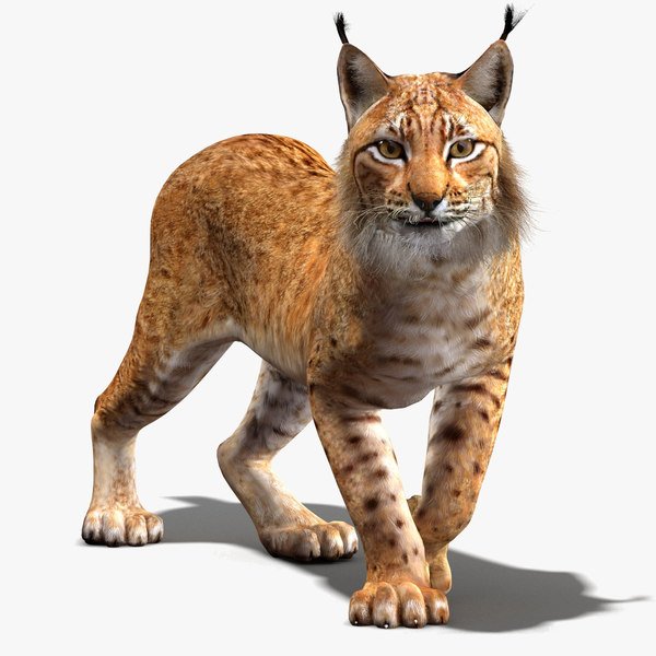 Рысь на белом фоне