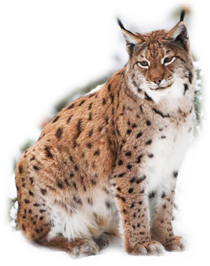 Мультяшные рыси