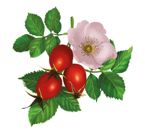 Шиповник кустарник