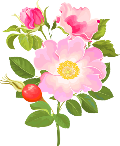 Цветок шиповника вектор