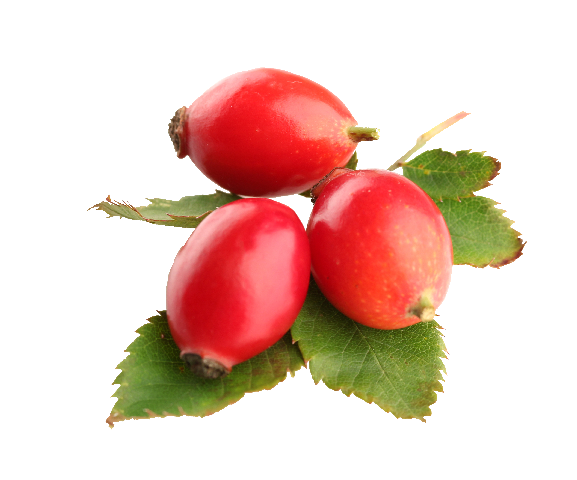 Шиповник без фона