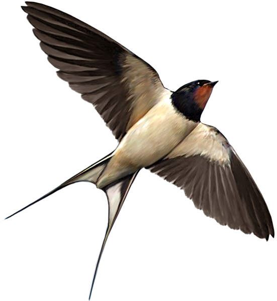 Ласточка на белом фоне