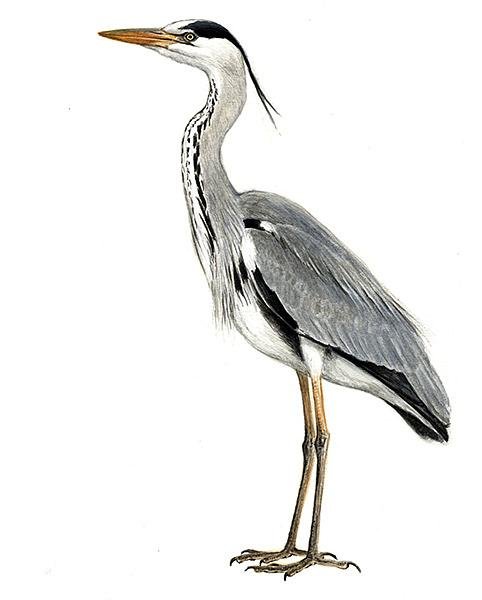 Цапля вектор