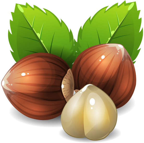 Орехи вектор